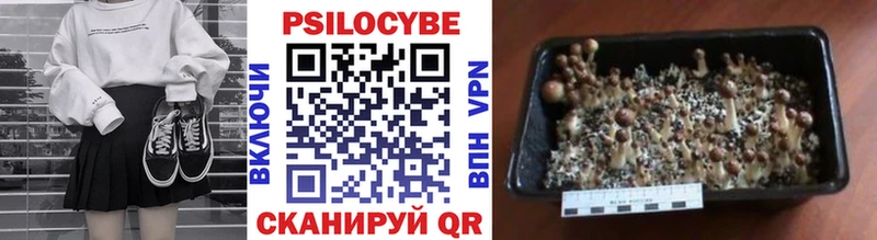 Купить закладки  Луховицы  Псилоцибиновые грибы Cubensis 